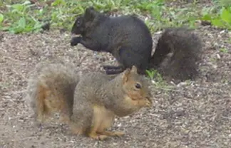 Black Squirrels in Colorado Springs