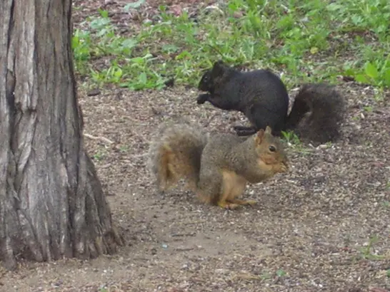 black squirrel with brown squirrel in front yard