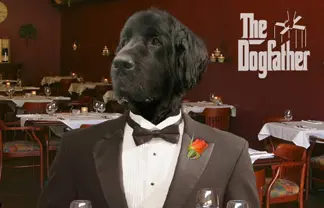 "The Dogfather"